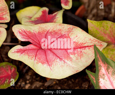 Colore insolito caladium foglia, rosso vivace tocco di rosso al centro e ampio bordo bianco circondato da foglie di altri caladiums Foto Stock