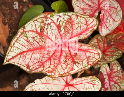 Cluster di gran cuore a forma di foglie di caladium con vivide venature rosse sulle foglie bianco intonacato con un suggerimento di verde Foto Stock