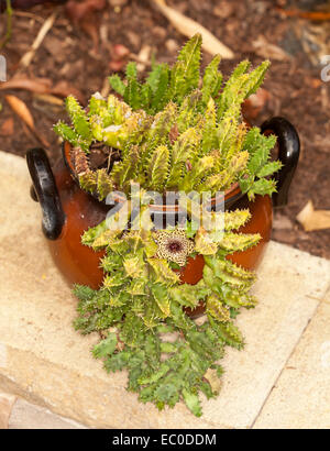 Huernia zebrina, Life Saver impianto, insolito brown & fiore giallo tra il verde di steli di piante succulente tentacolare dalla pentola ornati Foto Stock