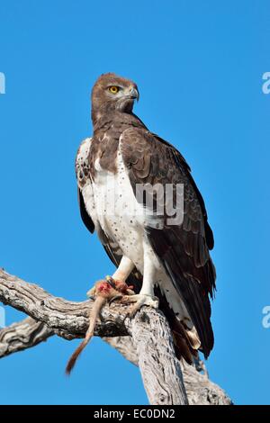 Martial Eagle (Polemaetus bellicosus),su un ramo, con la coda e la zampa di un meerkat negli artigli, Etosha, Namibia, Africa Foto Stock