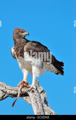 Martial Eagle (Polemaetus bellicosus),su un ramo, con la coda e la zampa di un meerkat negli artigli, Etosha, Namibia, Africa Foto Stock