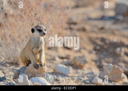 Giovani meerkat (Suricata suricatta), seduto su una pietra in equilibrio, Kgalagadi Parco transfrontaliero, Northern Cape, Sud Africa Foto Stock