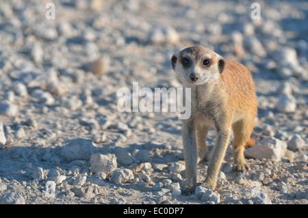 Giovani meerkat (Suricata suricatta), su una strada di ghiaia, Kgalagadi Parco transfrontaliero, Northern Cape, Sud Africa Africa Africa Foto Stock