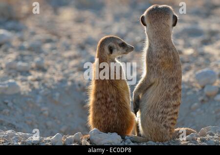 Meerkats (Suricata suricatta), adulti e giovani, al burrow ingresso, Kgalagadi Parco transfrontaliero, Sud Africa e Africa Foto Stock