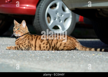 Gatto bengala a prendere il sole sul marciapiede in auto Foto Stock