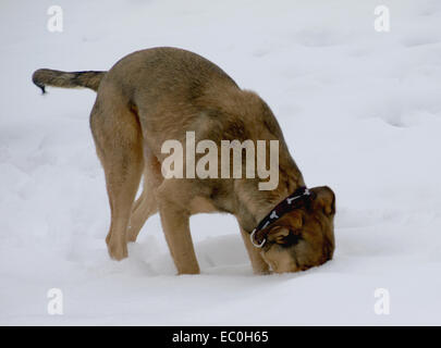 Cane con la testa nella neve Foto Stock