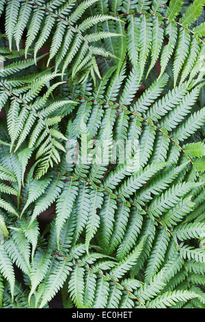 Cyathea australis. Struttura ruvida foglia di felce pattern. Foto Stock