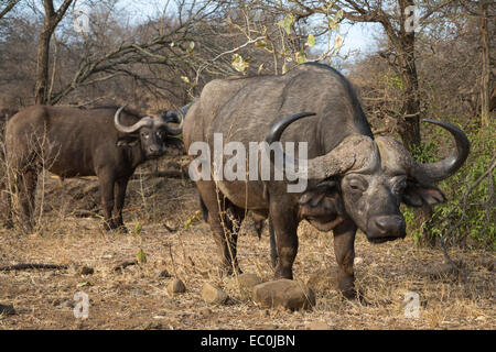 Bufali (Syncerus caffer) tori, Kruger National Park, Sud Africa Foto Stock