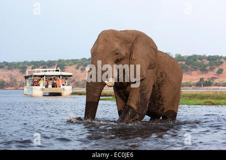 Elefante africano (Loxodonta africana) guardato da turisti, Chobe National Park, Botswana Foto Stock