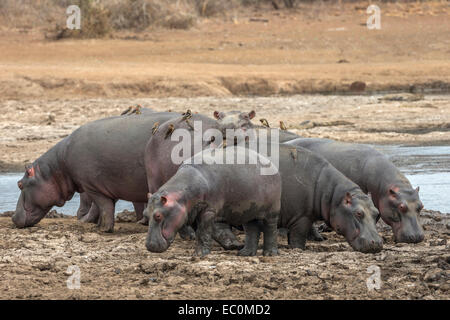 Ippopotamo (Hippopotamus amphibius) su un terreno con red fatturati oxpeckers (Buphagus erythrorhynchus), Kruger National Park Foto Stock