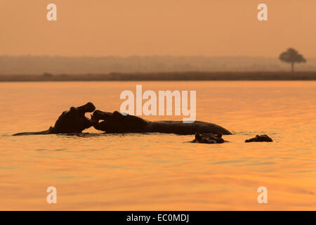 Ippopotamo (Hippopotamus amphibius) nel fiume al tramonto, Chobe National Park, Botswana, Africa Foto Stock