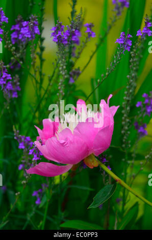 La colorata Paeonia lactiflora 'ciotola di bellezza' con gocce di pioggia in un giardino di confine di fiori Foto Stock