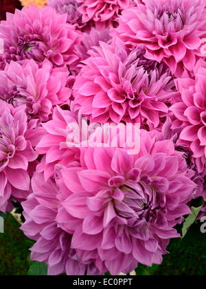 Close up di esotismo Dahlia 'Elma' in un confine di fiori Foto Stock