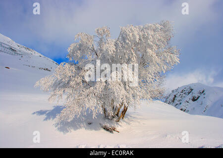 Argento Betulla, Betula pendula. Coperto di brina nel paesaggio innevato. Pirenei. Spagna Foto Stock