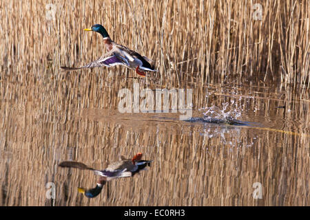 Anatra decollo dallo stagno Foto Stock