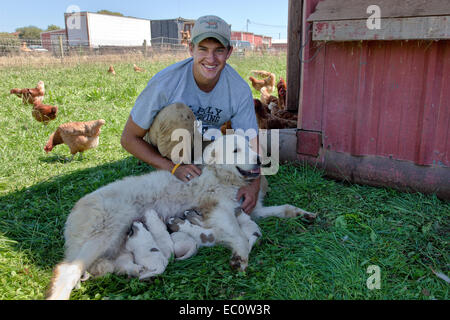 Caseificio giovane agricoltore con grande madre dei Pirenei, una settimana di età cuccioli. Foto Stock