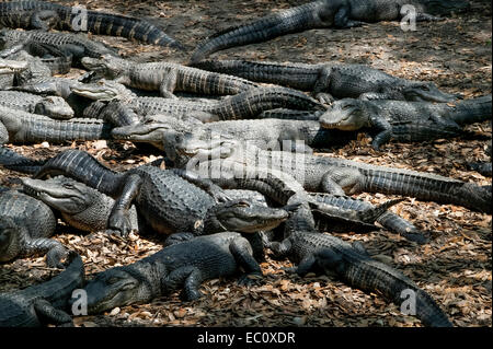 Una congregazione di alligatori americani (Alligator missisippiensis) che riposano e si abbronzano alla St. Augustine Alligator Farm, Florida, USA. Foto Stock