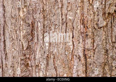 Corteccia di albero Sfondo per carta da parati o tecnica. Foto Stock