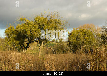 Mela albero coperto di vischio. Foto Stock