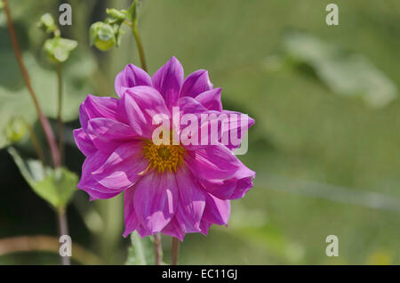 Vista colorate di Fiore Dahlia in giardino Foto Stock