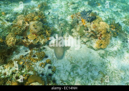 Squalo nutrice, Ginglymostoma cirratum, appoggiato sul fondale del mar dei Caraibi Foto Stock