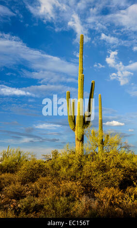 Saguaro Foto Stock