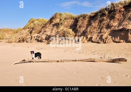 Border Collie attende da un grosso bastone sulla spiaggia a Formby punto, Merseyside su una soleggiata giornata accanto alle dune. Foto Stock