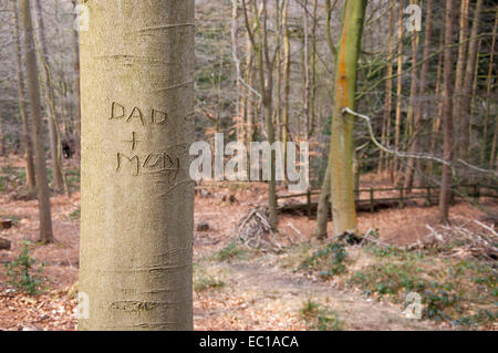 Mamma e papà scolpita nella corteccia di un albero del faggio nei boschi Erncroft vicino a Stockport, Cheshire. Foto Stock