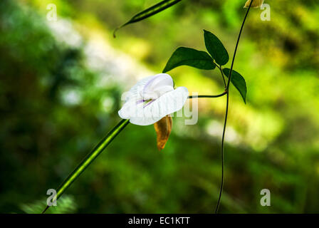 El Yunque montagna, Cuba Foto Stock