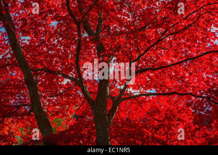 Giapponese acero con retro illuminato foglie rosse Foto Stock