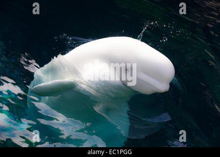 Il Beluga Whale a Vancouver in Canada Foto Stock