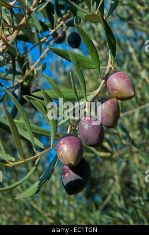 Albero di olivo, Jaen provincia, regione dell'Andalusia, Spagna, Europa Foto Stock