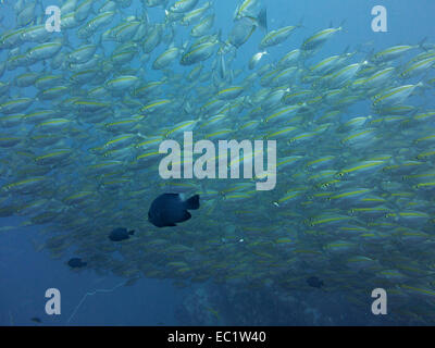 Striscia gialla Pesce di carangidi, Koh Tao, Thailandia Foto Stock