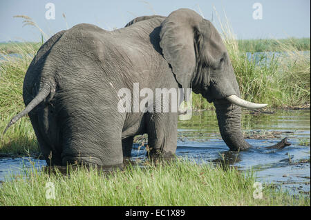 Elefante africano (Loxodonta africana), bere al fiume, Kasane, Chobe National Park, Botswana Foto Stock