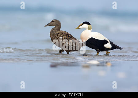 Eider comune (Somateria mollissima), femmina, drake, giovane, il Wadden Sea, Isola di Helgoland, Germania Foto Stock