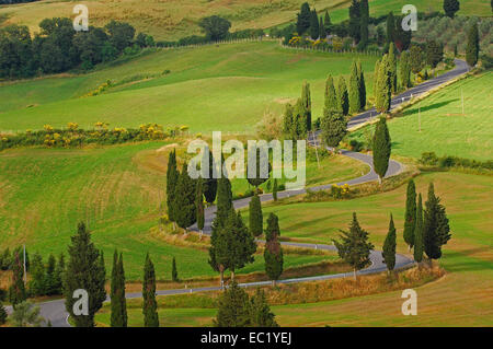 Cipressi lungo la strada che da Pienza a Montepulciano, Val d'Orcia, Val d'Orcia, Sito Patrimonio Mondiale dell'UNESCO, in provincia di Siena Foto Stock