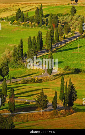 Cipressi lungo la strada che da Pienza a Montepulciano, Val d'Orcia, Val d'Orcia, Sito Patrimonio Mondiale dell'UNESCO, in provincia di Siena Foto Stock