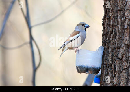 Coccothraustes coccothraustes Hawfinch,. La Russia, Mosca, Timirjazevsky park. Uccello selvatico in un habitat naturale. Fotografia della fauna selvatica Foto Stock
