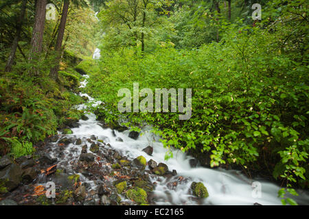 Wahkeena falls, cascata nella Columbia River Gorge, Portland, Oregon, Stati Uniti Foto Stock