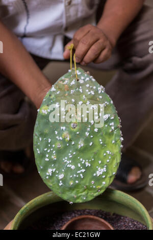 Un artigiano mostra un ficodindia cactus coperti con la cocciniglia bug utilizzati per colorare filati per la realizzazione di un tappeto nel villaggio di Teotitlan de Valle nella valle di Oaxaca, Messico. Foto Stock
