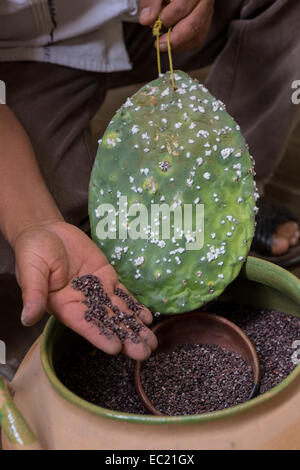 Un artigiano mostra un ficodindia cactus coperti con la cocciniglia bug utilizzati per colorare filati per la realizzazione di un tappeto nel villaggio di Teotitlan de Valle nella valle di Oaxaca, Messico. Foto Stock