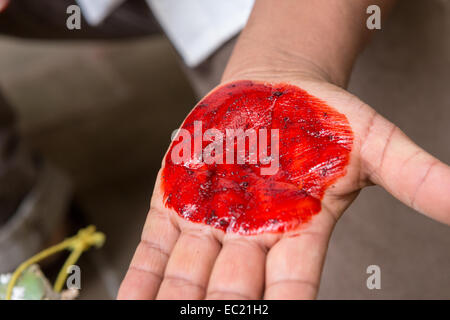 Un artigiano dimostra il colore rosso da frantumato bug cocciniglia utilizzati per colorare filati per la realizzazione di un tappeto nel villaggio di Teotitlan de Valle nella valle di Oaxaca, Messico. Foto Stock