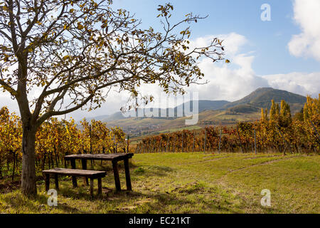 Picnic sotto un albero di noce, vigneti, Siebeldingen, sud della strada del vino, del Palatinato meridionale, Palatinato Foto Stock