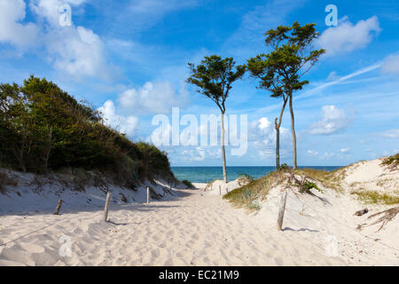 Dune con alberi spazzate dal vento, Darßer foresta, Weststrand beach, Mar Baltico, Fischland-Zingst, Western Pomerania Area Laguna Foto Stock