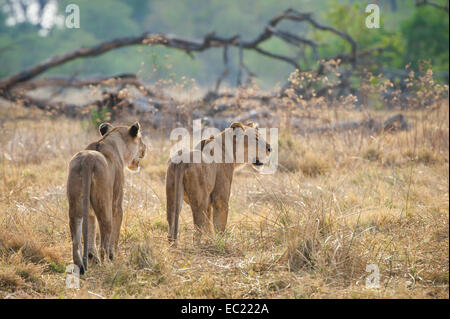 Lion (Panthera leo), due leonesse vagano per il loro territorio, Kasane, Chobe National Park, Botswana Foto Stock