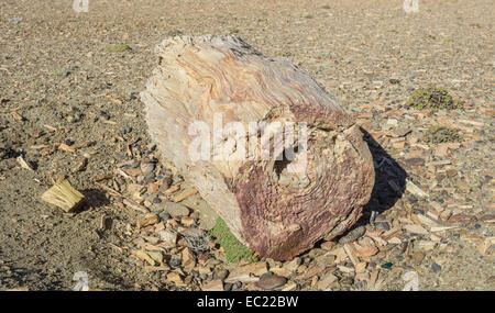 Foresta pietrificata bosque petrificado monumento nazionale, Sarmiento, Chubut, Argentina Foto Stock