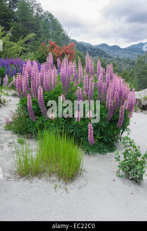 I lupini (Lupinus sp.) cresce sulle ceneri vulcaniche, Neuquén Provincia, Argentina Foto Stock