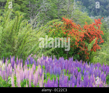 I lupini (Lupinus sp.) e cileno firebush (Embothrium coccineum), Neuquén Provincia, Argentina Foto Stock