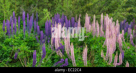 Lupini (Lupin sp.), provincia di Neuquén, Argentina Foto Stock