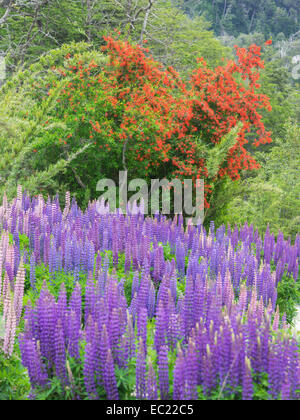 I lupini (Lupinus sp.) e cileno firebush (Embothrium coccineum), Neuquén Provincia, Argentina Foto Stock